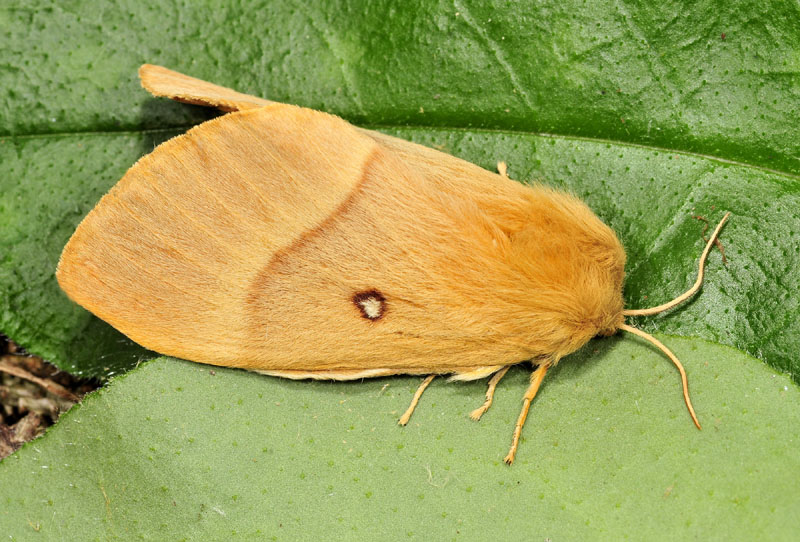 Lasiocampidae - Lasiocampa (Lasiocampa) quercus